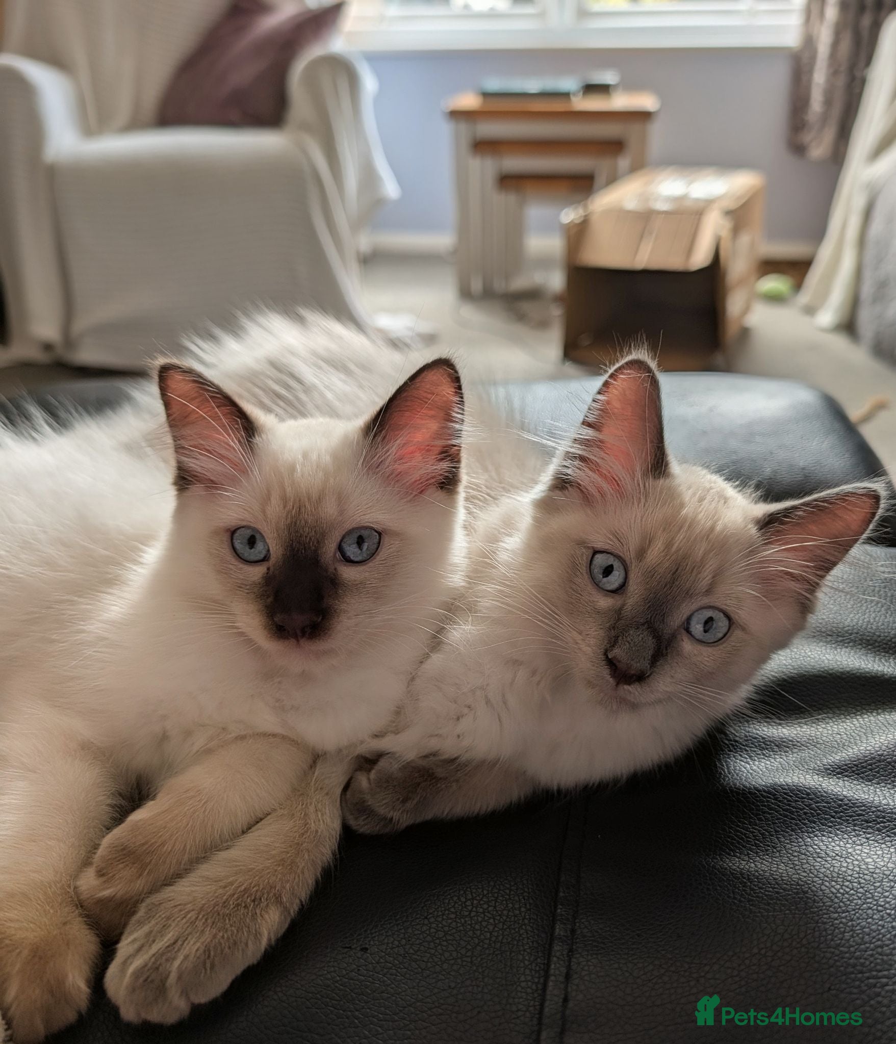Ragdoll cats Ready to leave NOW discount price - Advert 12