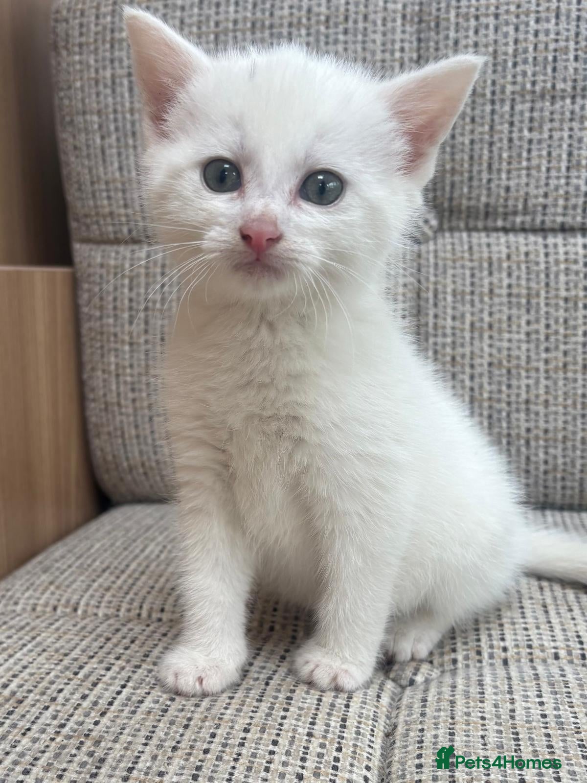 British Shorthair cats British Shorthair kittens. - Advert 13