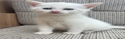 British Shorthair cats for sale: British Shorthair kittens. - Advert 9