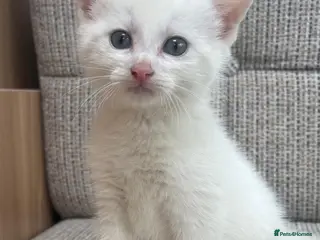 British Shorthair cats British Shorthair kittens. - Advert 13