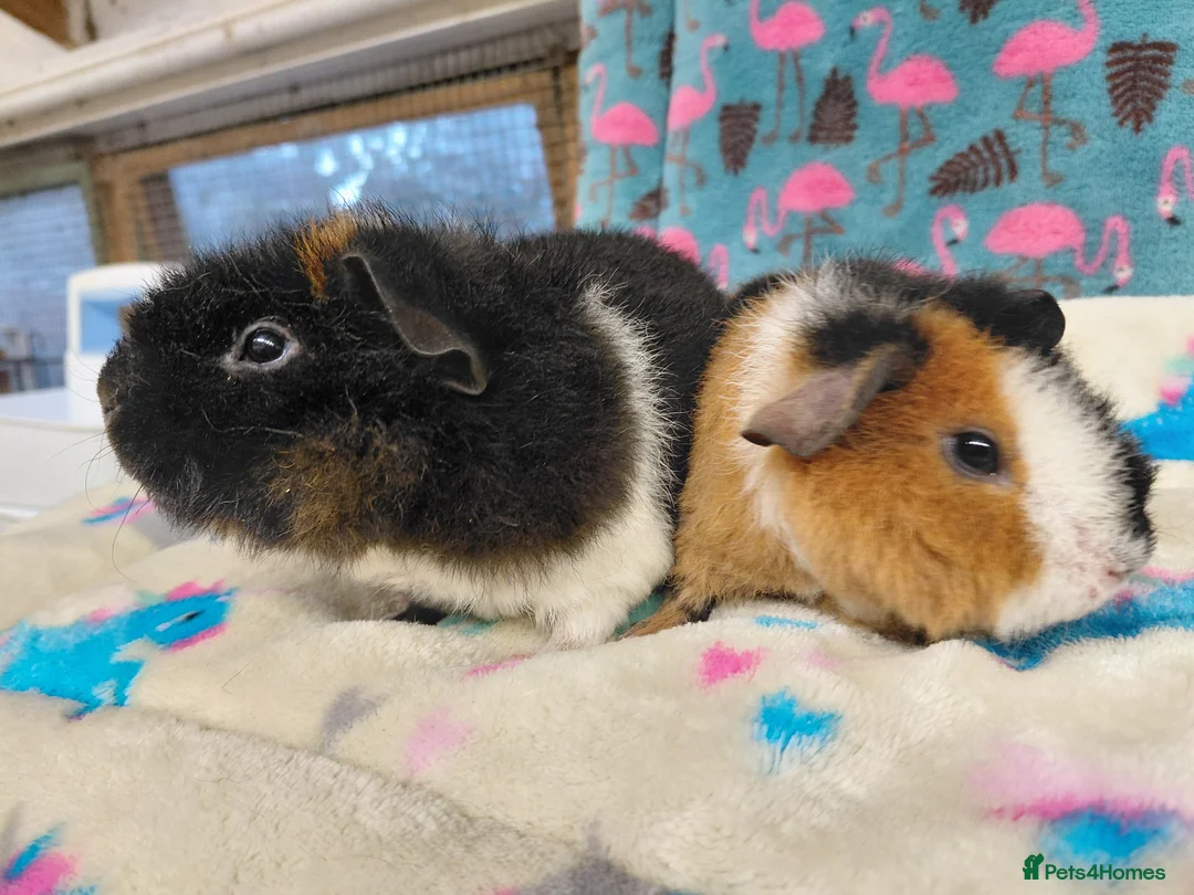Guinea Pig rodents for sale: Baby Longhaired Boars /Merino/ Teddy/Goldens  - Advert 2