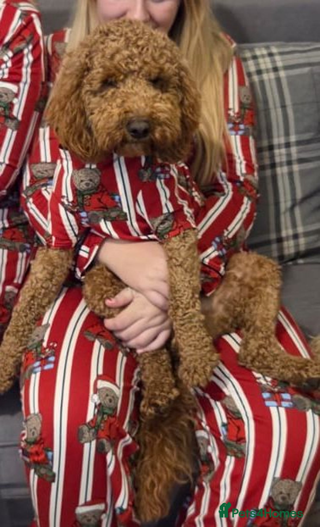 Cockapoo dogs for stud: Cockapoo for Stud - Advert 2