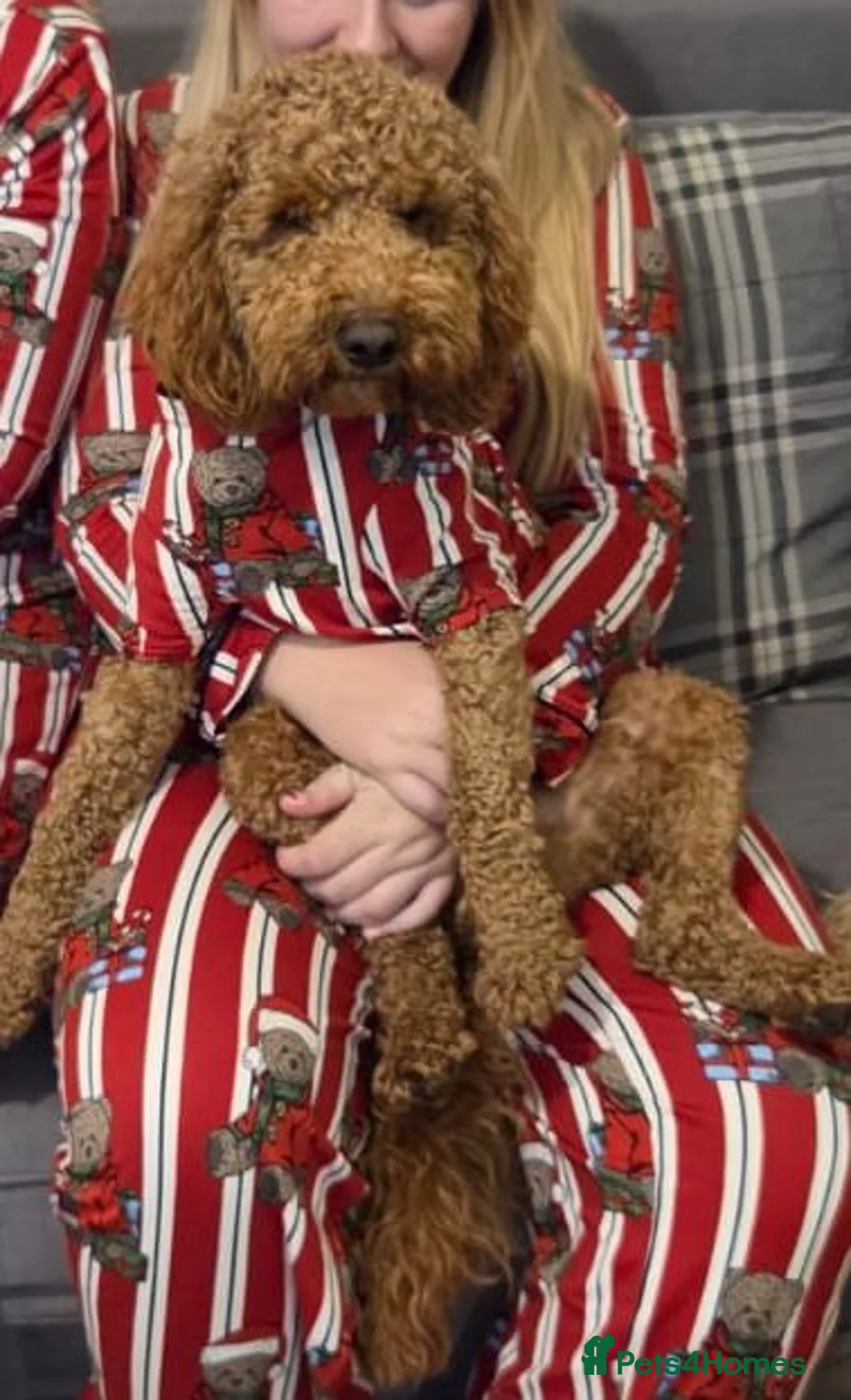 Cockapoo dogs for stud: Cockapoo for Stud - Advert 2