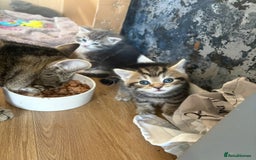 Bengal cats for sale: Bengal cross kittens one grey boy one brown girl - Image 9