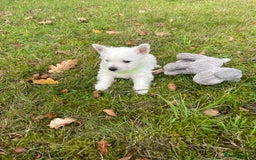 West Highland Terrier dogs for sale: Adorable West Highland Terrier Puppies - Image 7