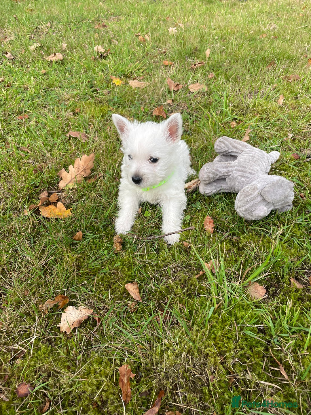 West Highland Terrier dogs for sale: Adorable West Highland Terrier Puppies - Image 7