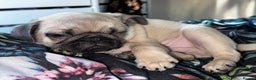 Pug dogs for stud: KC registered stud pug Bob - Advert 9