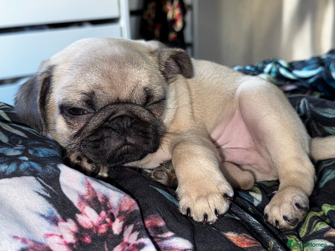 Pug dogs for stud: KC registered stud pug Bob - Advert 9