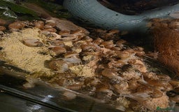 Snails invertebrates for sale: Ggghhg - Image 2