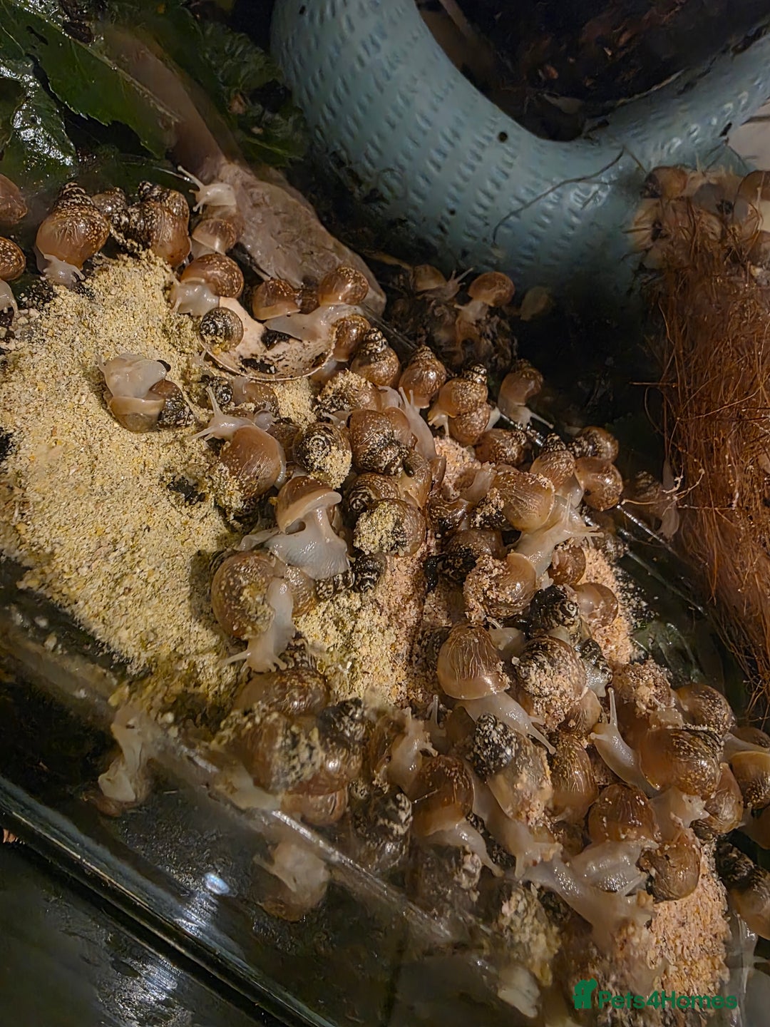 Snails invertebrates for sale: Ggghhg - Image 2