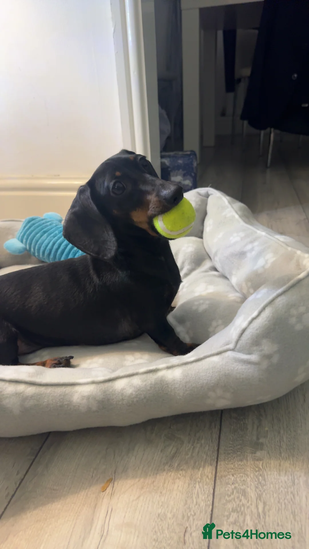 Dachshund dogs for sale: Bella. Black and Tan Dachshund to be rehomed in Liverpool - Advert 2