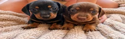 Dachshund dogs for sale: 7 beautiful dachshund puppies  - Advert 6