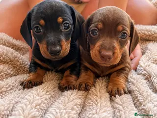 Dachshund dogs 7 beautiful dachshund puppies - Advert 1