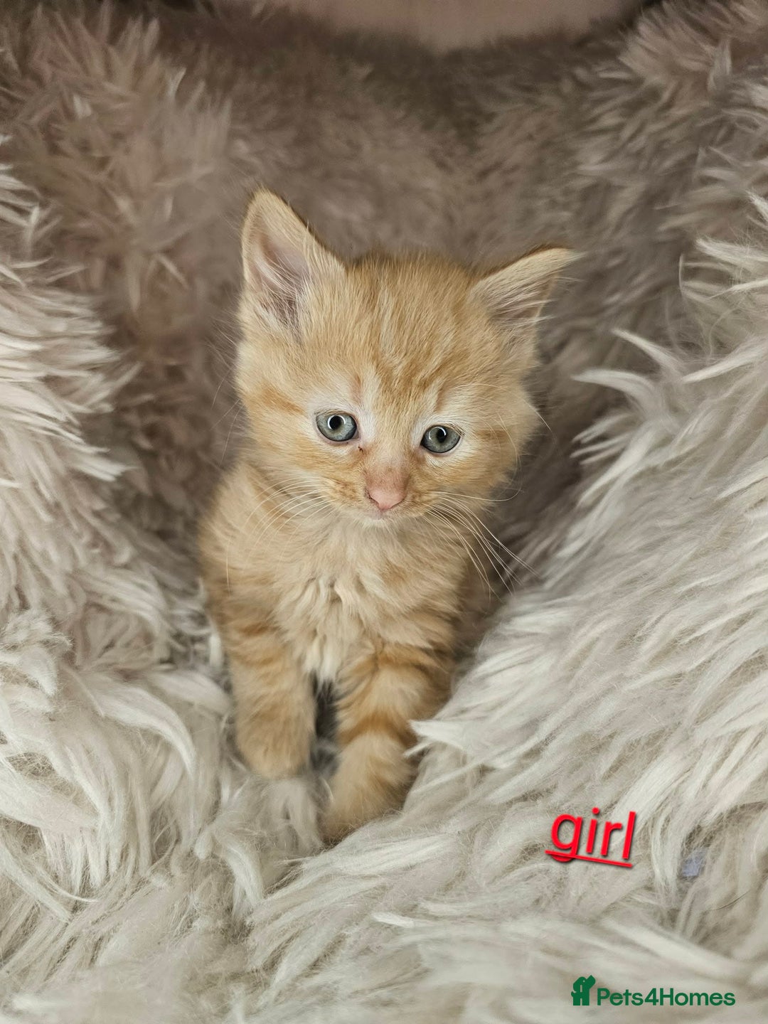 Mixed Breed cats for sale: 5 very beautiful kittens  - Advert 5