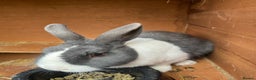 Dutch rabbits for sale: Male Dutch rabbit fr sale near Bury St Edmunds - Advert 1