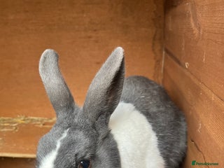 Dutch rabbits Male Dutch rabbit fr sale near Bury St Edmunds - Advert 1