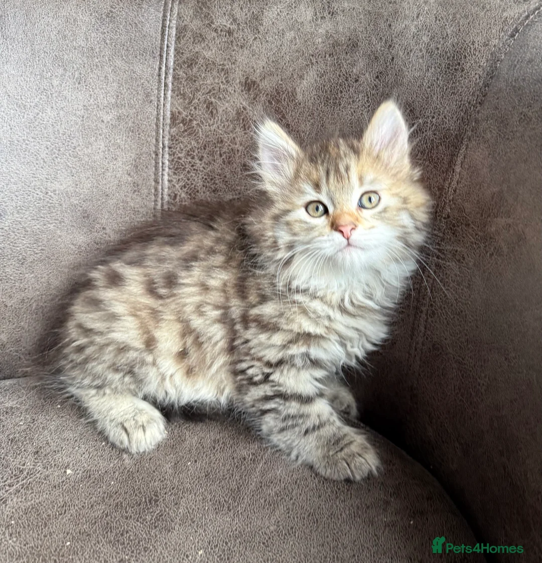 Siberian cats for stud: Traditional Siberian for stud 🐾 - Advert 7