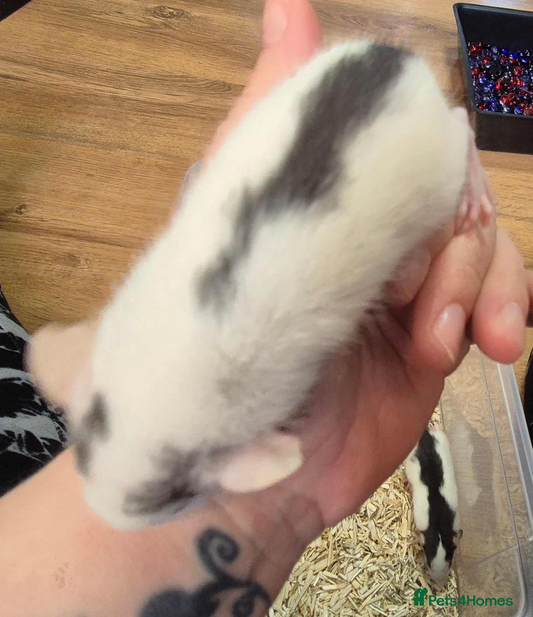 Rat rodents Baby Dumbo Rats - Advert 20