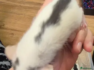 Rat rodents Baby Dumbo Rats - Advert 20