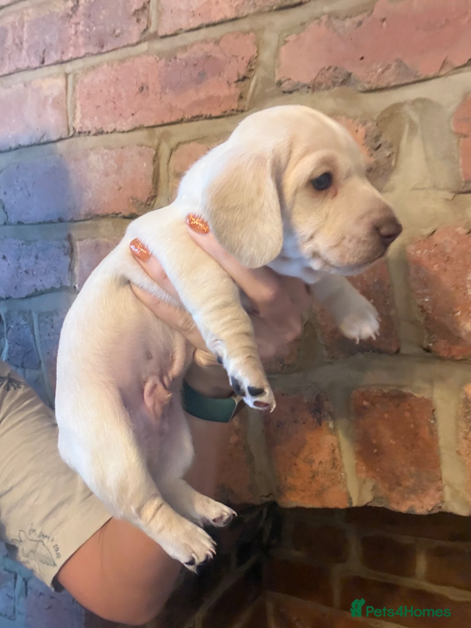 Miniature Dachshund dogs Stunning cream mini dachshunds  - Advert 1