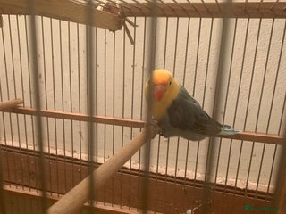 Lovebirds birds Fischer lovebird aqua blue opaline hen nr pershore - Advert 1