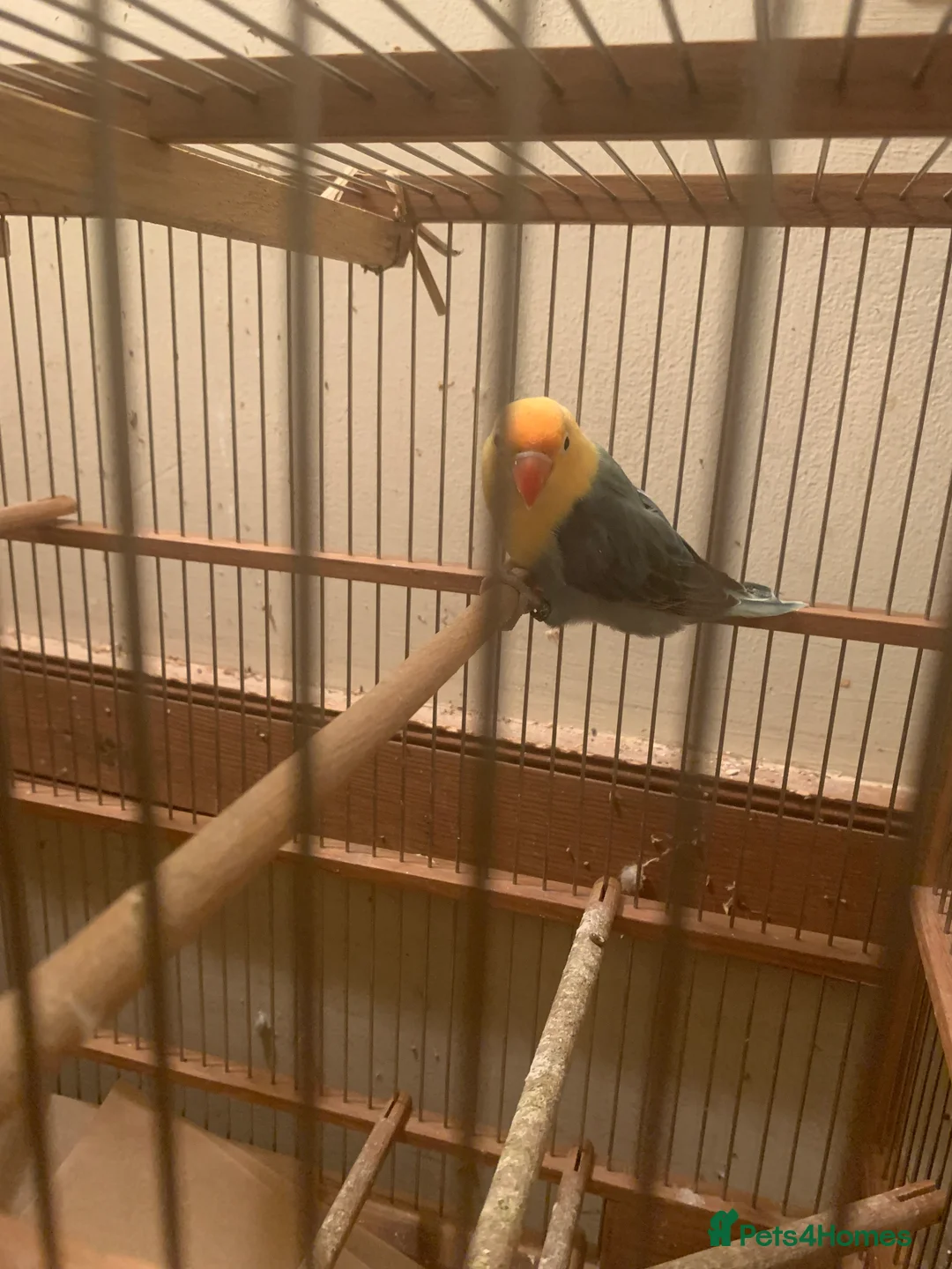 Lovebirds birds for sale: Fischer lovebird turquoise   DNA cert hen pershore - Advert 1