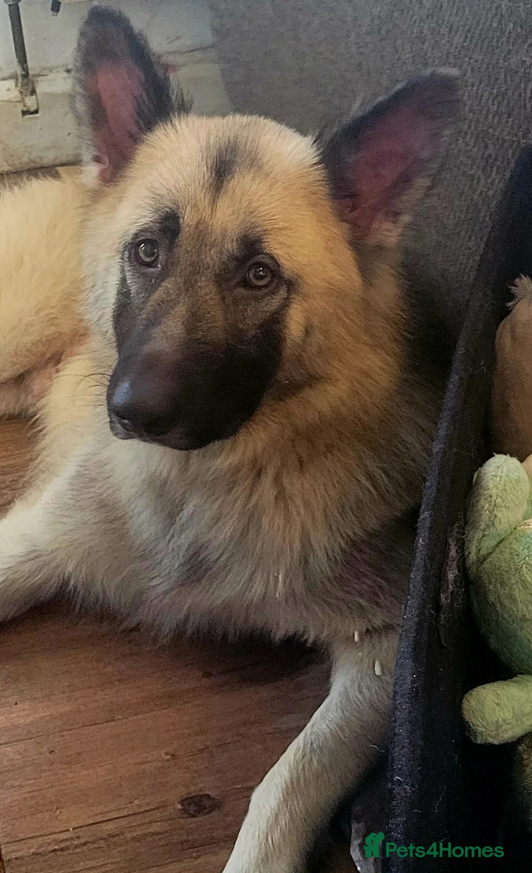 German Shepherd dogs for stud: German shepard for stud! - Advert 4