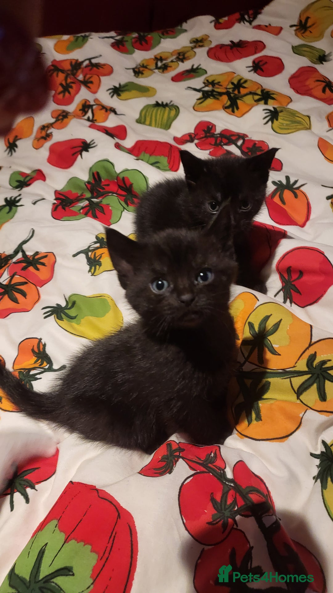 Mixed Breed cats for sale: 7 lovely kittens  - Advert 3