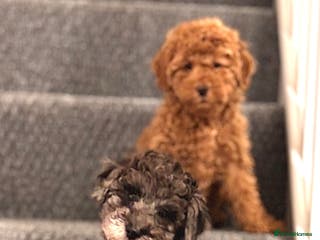Mixed Breed dogs Smaller sized toy x mini poodle puppies - Advert 13
