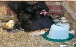 Chickens poultry for sale: 2 mum and 28 chicks for sale  - Image 10
