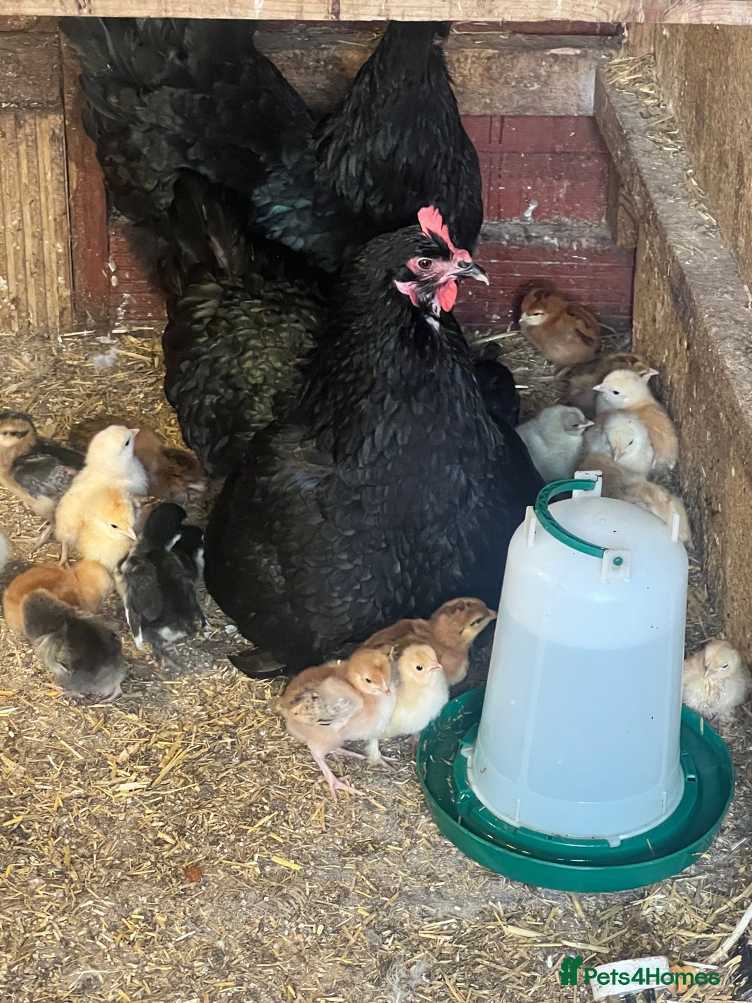Chickens poultry for sale: 2 mum and 28 chicks for sale  - Image 10