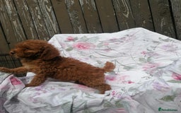 Miniature Poodle dogs for sale: Miniature poodles  - Image 19