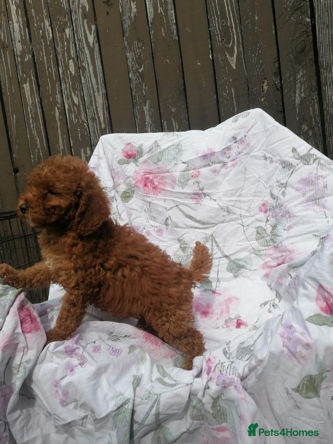 Miniature Poodle dogs for sale: Miniature poodles  - Image 19