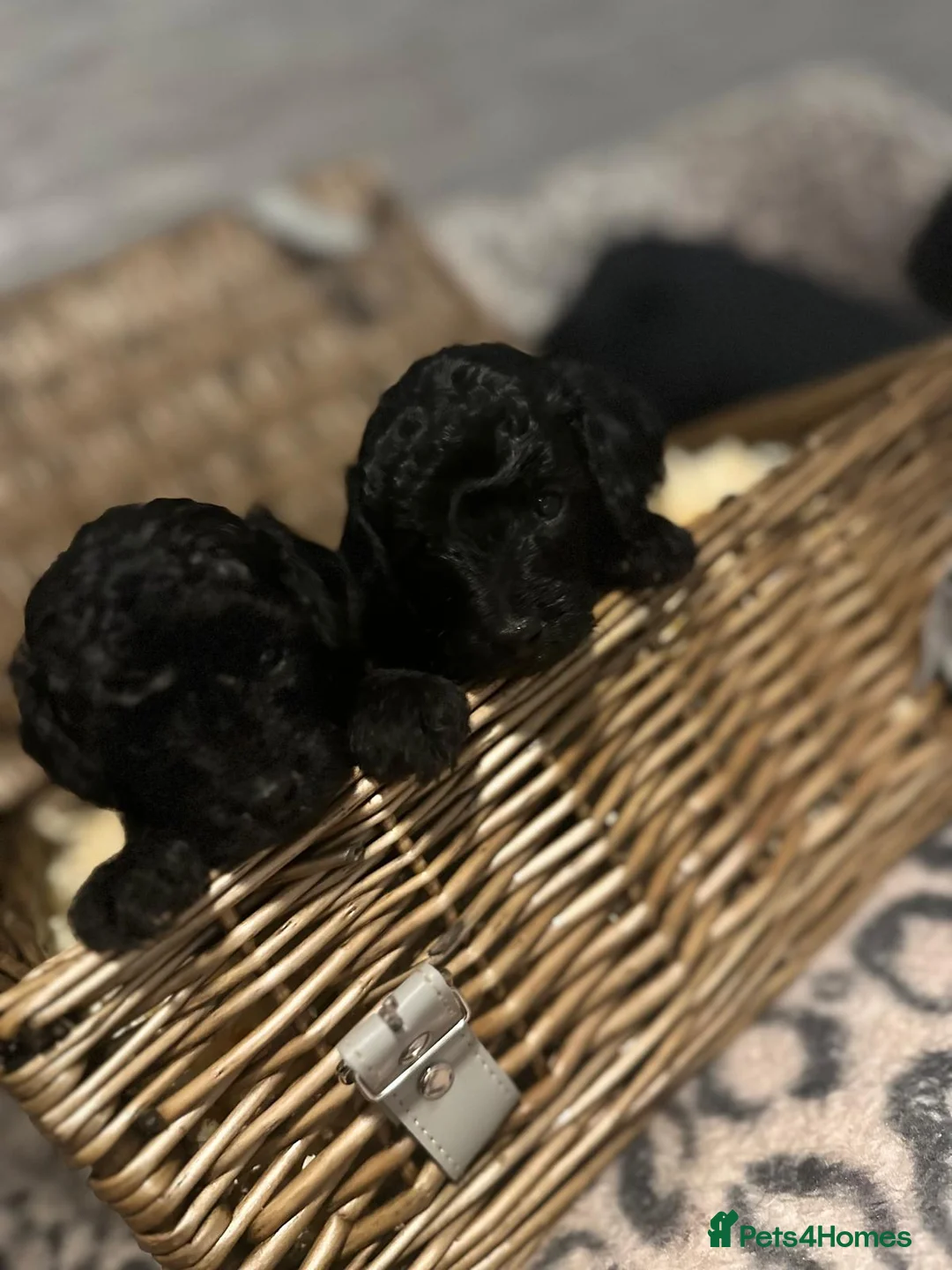 Toy Poodle dogs for sale: Toy Poodle - Advert 3