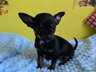 Chihuahua dogs Chihuahua puppy ready now - Advert 11