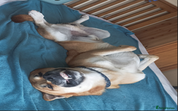 Mixed Breed dogs for sale: Odin. Sweet and beautiful crossbreed boy - Image 24