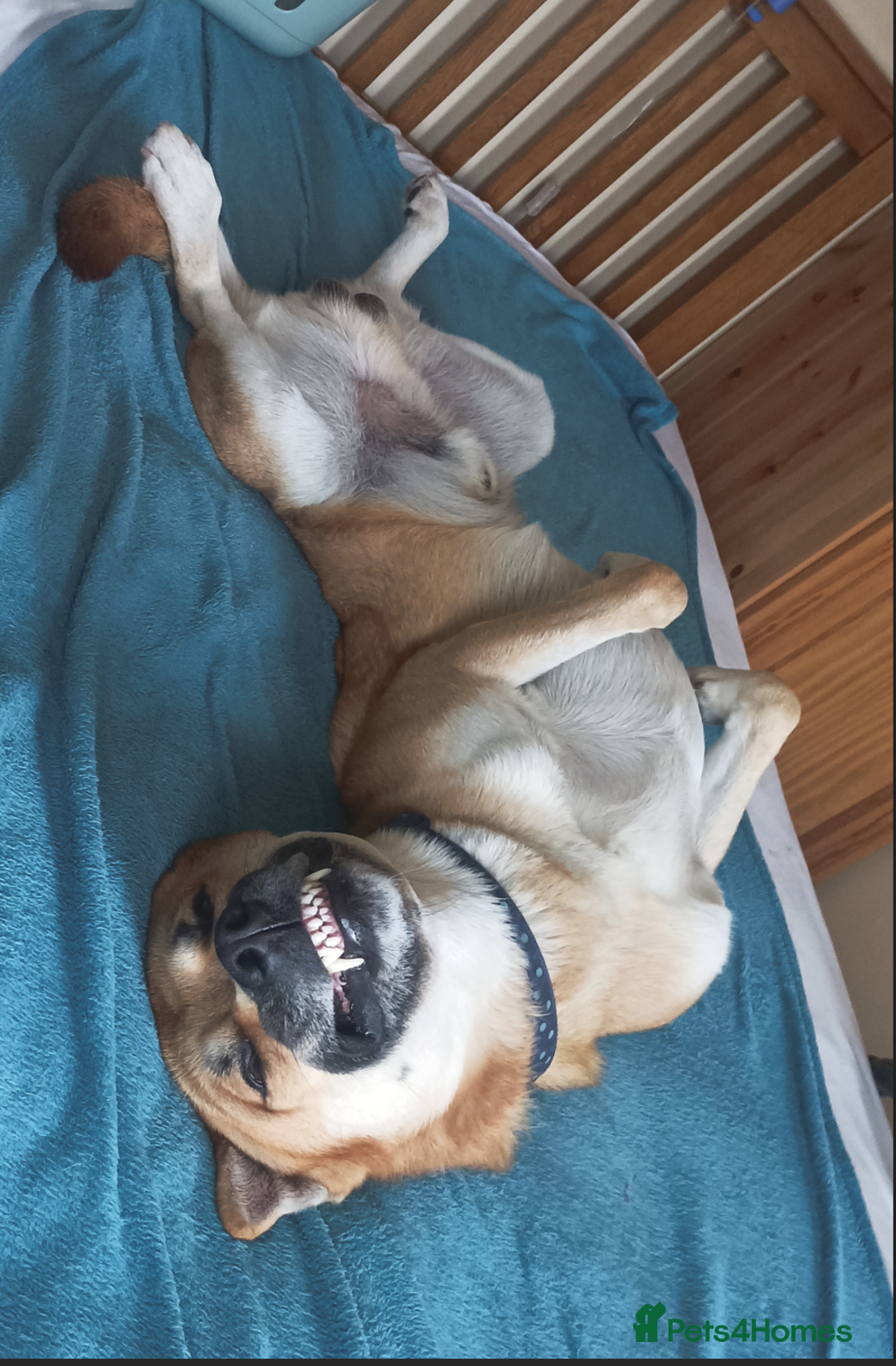Mixed Breed dogs for sale: Odin. Sweet and beautiful crossbreed boy - Image 24
