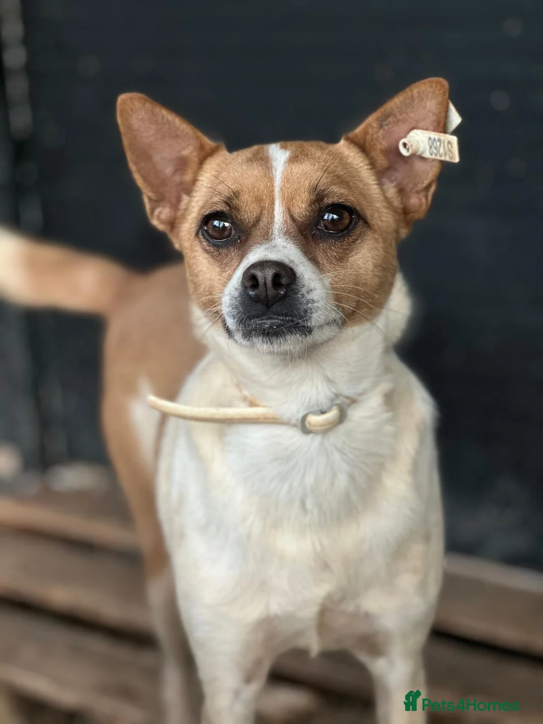 Miniature Pinscher dogs for adoption: Rescued Pinscher Girl is Ready to Adopt!  - Advert 6