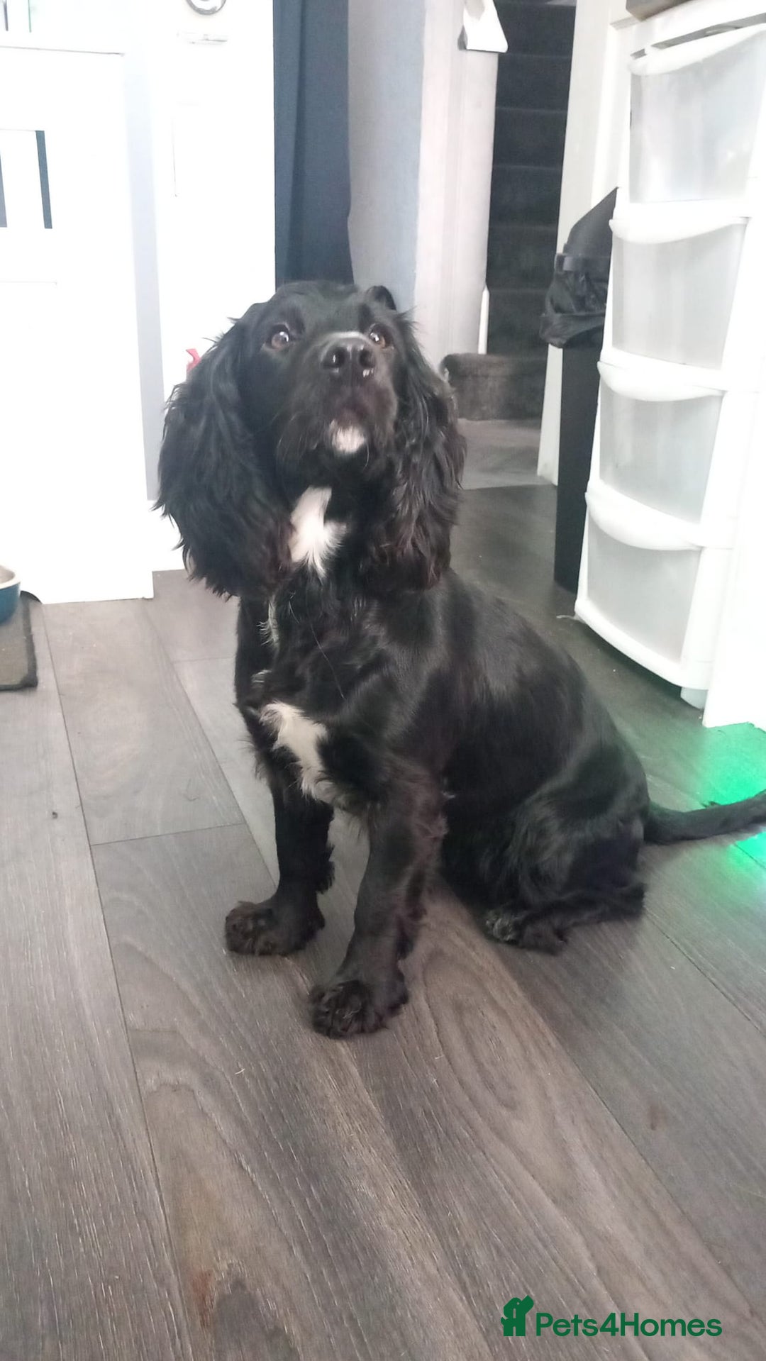 Cockapoo dogs for sale: F1 cockerpoo waiting list  - Image 7