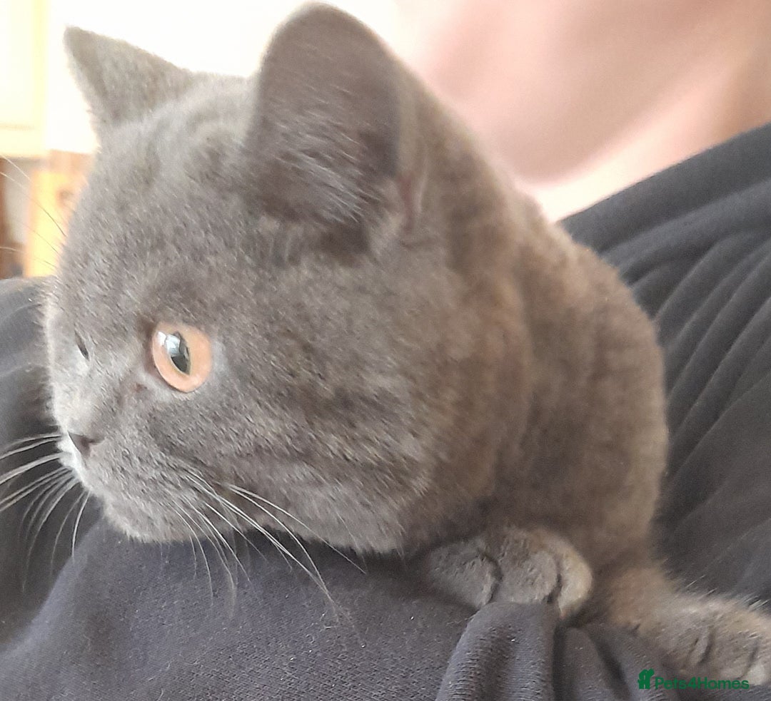British Shorthair cats for sale: BEAUTIFUL PEDIGREE BRITISH SHORT-HAIRED KITTENS  - Advert 3