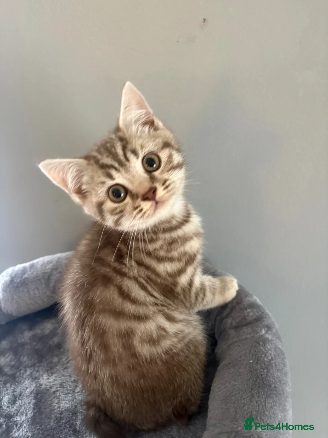 British Shorthair cats for sale: GCCF Brown-tabby MALE AVAILABLE - Advert 1