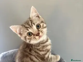 British Shorthair cats GCCF Brown-tabby MALE AVAILABLE - Advert 2