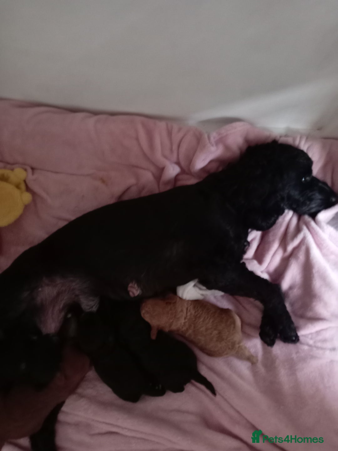 Cockapoo dogs for sale: Cockapoo - Advert 13