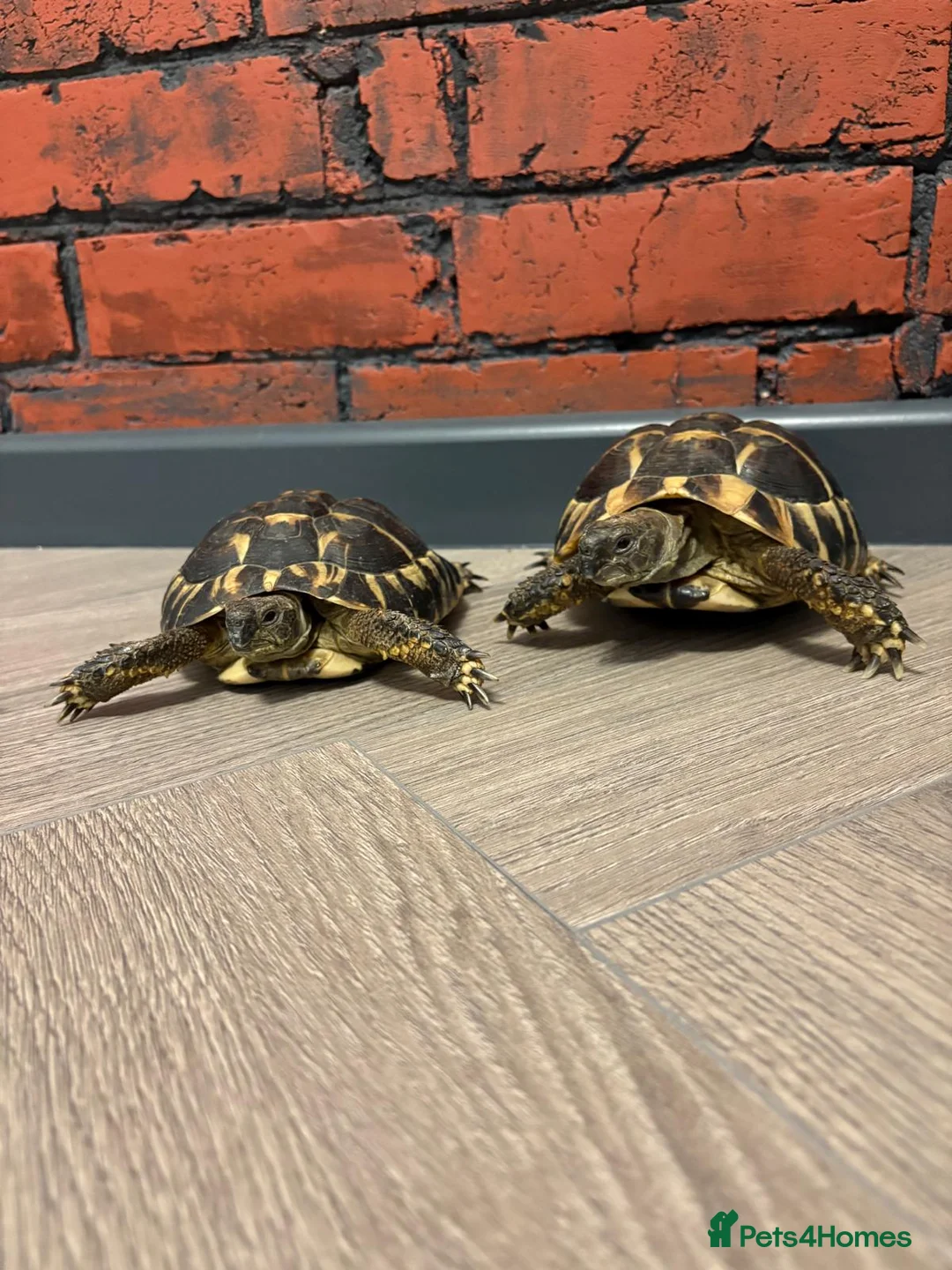 Tortoise reptiles for sale: Tortoise with vitarium - Advert 2