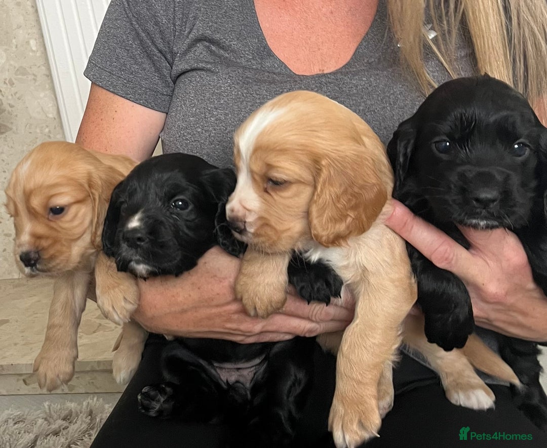 Cocker Spaniel dogs for sale: 4 Adorable working Cocker Spaniel puppies  - Image 15