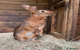 Belgian Hares rabbits for sale: Belgian Hares - Cheshire  - Image 8