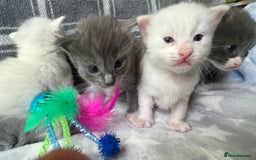 Ragdoll cats for sale: Stunning Ragdoll kittens super affectionate  - Image 10