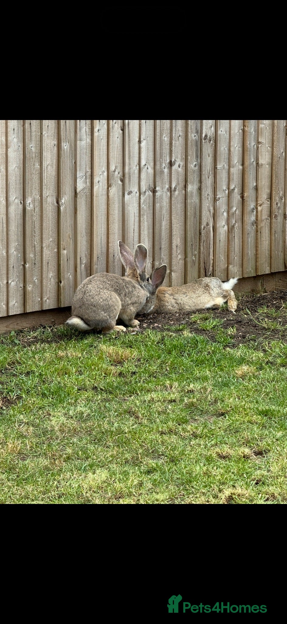 Continental Giant rabbits 2 x continental  Giant does for sale  - Advert 11