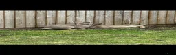 Continental Giant rabbits for sale: 2 x continental  Giant does for sale  - Advert 1