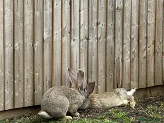 Continental Giant rabbits 2 x continental Giant does for sale - Advert 11
